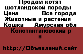 Продам котят шотландской породы › Цена ­ 2 000 - Все города Животные и растения » Кошки   . Амурская обл.,Константиновский р-н